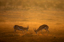 Springbok {Antidorcas marsupialis} males fighting for dominance, Kalahari desert, Kgalagadi Transfrontier Park, South Africa