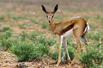 Juvenile Springbok {Antidorcas marsupialis} portrait, Kalahari desert, Kgalagadi Transfrontier Park, South Africa