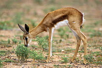 Juvenile Springbok {Antidorcas marsupialis} sniffing plant, Kalahari desert, Kgalagadi Transfrontier Park, South Africa