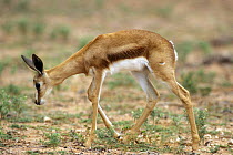 Juvenile Springbok {Antidorcas marsupialis} Kalahari desert, Kgalagadi Transfrontier Park, South Africa