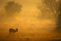 Springbok at dawn {Antidorcas marsupialis} Kalahari desert, Kgalagadi Transfrontier Park, South Africa