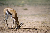 Springbok {Antidorcas marsupialis} licking crystallised minerals at dry waterhole, Kalahari desert, Kgalagadi Transfrontier Park, South Africa