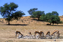 Springbok {Antidorcas marsupialis} at waterhole,  Kalahari desert, Kgalagadi Transfrontier Park, South Africa