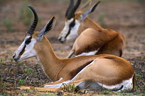 Springbok {Antidorcas marsupialis} resting, Kalahari desert, Kgalagadi Transfrontier Park, South Africa