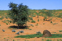 Snouted Harvester Termites (Trinervitermes trinervoides) termite mound and Camelthorn tree after rains, Kalahari desert, Kgalagadi Transfrontier Park, South Africa