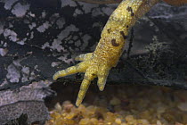 Foot of Palmate newt (Triturus helveticus) underwater, captive, UK