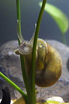 Great Pond Snail (Lymnaea stagnalis) on pond plant, captive UK