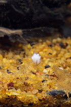 Spermatophore / sperm packet of Palmate Newt (Triturus helveticus) captive UK