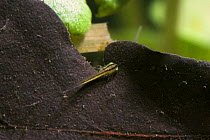 Palmate newt (Triturus helveticus) larva on leaf, underwater, captive UK