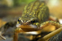 Portrait of Palmate newt (Triturus helveticus) underwater, captive UK