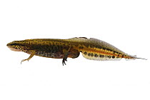 Male palmate newt (Triturus helveticus) profile, captive UK