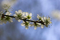 Blackthorn / Sloe bush (Prunus spinosa) in flower, Kent, UK