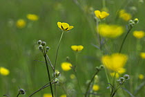 Meadow Buttercup (Ranunculus acris) Kent, UK
