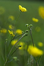 Meadow Buttercup (Ranunculus acris) with flowers and buds, Kent, UK