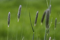 Timothy Grass (Phleum pratense) Kent, UK