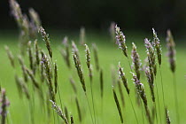 Vanilla / Sweet Vernal Grass (Anthoxanthum odoratum) with flower spikelets, Kent, UK