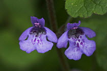 Two purple flowers of Ground Ivy (Glechoma hederacea) Sussex, UK