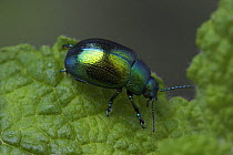 Mint Beetle (Chrysolina menthastri) on mint plant (Mentha genus) Dorset, UK