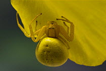Female Goldenrod Crab spider (Misumena vatia) camouflaged on petal of Yellow Welsh poppy, UK