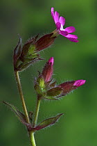 Red Campion (Silene dioica) UK