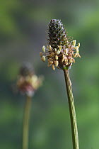 Ribwort Plantain (Plantago lanceolata) in flower with stigmas, UK