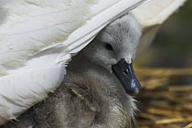Mute swan (Cygnus olor) cygnet chick sheltering under parent, Abbotsbury, Dorset, UK