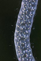 Close-up of eggs in egg case of Great Pond Snail (Lymnaea stagnalis), captive UK