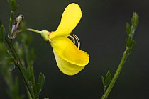 Yellow flower on Broom (Cytius scoparius) showing stamens, UK