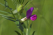 Purple flower on Common vetch (Vicia sativa) Kent, UK
