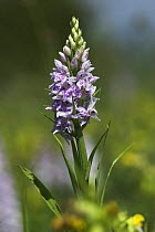 Portrait of Common Spotted Orchid (Dactylorhiza fuchsii) Sussex Downs AONB, Sussex, UK