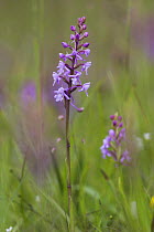 Fragrant orchid (Gymnadenia conopsea) Sussex Downs AONB, UK