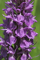 Close-up of flowers of Southern marsh orchid (Dactylorhiza praetermissa) Vale of Neath, South Wales