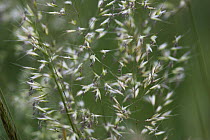 Spikelets of Colonial Bent Grass (Agrostis capillaris) UK