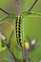 Five-spot Burnet moth caterpillar (Zygaena trifolii) Sussex, UK
