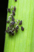 Garden Black Ant (Lasius niger) tending black aphids on iris leaf, Dorset UK