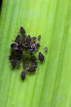 Black Garden Ant (Lasius niger) tending aphids on iris leaf, Dorset UK