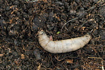 Crane-fly larva or Leatherjacket (Tipula sp.) Dorset  UK