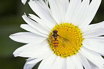 Marmalade Hoverfly (Episyrphus balteatus) on Marguerite / Oxeye Daisy (Leucanthemum vulgare) Dorset, UK