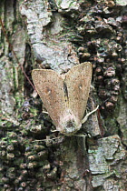 The Clay moth (Mythimna ferrago) on tree bark, Sussex UK