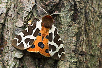 Garden Tiger moth (Arctia caja) with wings partially open to reveal patternation of underwings, Sussex, UK