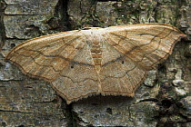 Small Blood Vein Moth (Scopula imitaria) on bark, Sussex, UK