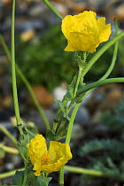 Yellow horned poppy (Glaucium flavum) on vegetated shingle, Climping, Sussex, UK