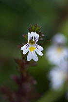 Eyebright (Euphrasia officinalis) flower, Levin Down Nature Reserve, Sussex UK