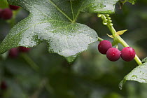 White Bryony (Bryonia dioica) with berries, Levin Down Nature Reserve, Sussex, UK