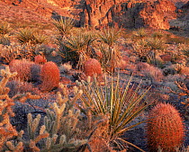Desert flora at dawn; Barrel Cactus (Ferocactus acanthodes var. lecontei) Mojave Yuccca (Yucca schidigera) and Cane Cholla (Opuntia acanthocarpa var. coloardensis), Mojave National Preserve, Piute Ran...