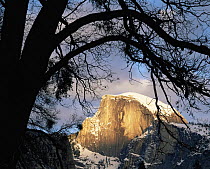 Snow covered Half Dome in evening light framed by California Black Oak (Quercus kelloggii), Yosemite National Park, California