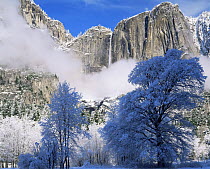 Yosemite Falls amid low clouds with California Black Oaks (Quercus kelloggi) covered in snow in foreground, Yosemite National Park, California