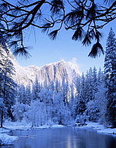 View of Yosemite Falls amid fog with snow covered Ponderosa Pines (Pinus ponderosa) and the Merced River in foreground. Framed by Ponderosa Pine boughs, Yosemite National Park, California