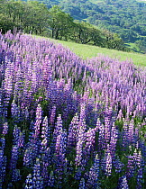 Large group of flowering Lupines (Lupinus latifolious) on hillside with Oregon White Oaks (Quercus garryana) in background, Redwood National Park, Bald Hills, California.