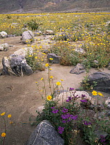Flora in stoney alluvial sediment of the Amargosa Mountain Range, Desert Golds (Geraea canescens) and Phacelia (Phacelia crenulata) Death Valley National Park, California